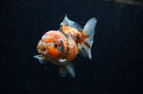 Yuan Bao Oranda  Calico 4 Inch (ID#311Yb10b-50) Free2Day SHIPPING