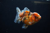 Yuan Bao Oranda  Calico 4 Inch (ID#311Yb10b-50) Free2Day SHIPPING