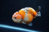 Milk Cow Ranchu  Calico 4.5 Inch (ID#1220R10c-81) Free2Day SHIPPING