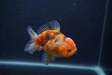 Yuan Bao Oranda  Calico 4 Inch (ID#0107Yb10b-75) Free2Day SHIPPING