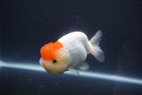 Tancho Lionchu  Red White 4 Inch (ID#1112R2c-76) Free2Day SHIPPING