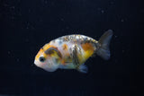 2Pack Ranchu 1.5-2 Inch (ID#1206ToPTD-8) Free2Day SHIPPING