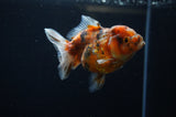 Yuan Bao Oranda  Calico 4 Inch (ID#311Yb10b-50) Free2Day SHIPPING
