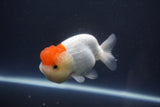 Tancho Lionchu  Red White 4 Inch (ID#1112R2c-76) Free2Day SHIPPING