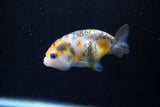 2Pack Ranchu 1.5-2 Inch (ID#1206ToPTD-8) Free2Day SHIPPING