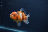 Yuan Bao Oranda  Calico 4 Inch (ID#0107Yb10b-75) Free2Day SHIPPING