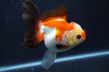 Thai Oranda  Tricolor 5 Inch (ID#411T2c-103) Free2Day SHIPPING