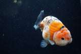 Milk Cow Ranchu  Calico 4.5 Inch (ID#1220R10c-81) Free2Day SHIPPING