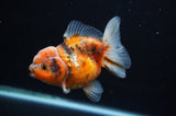 Yuan Bao Oranda  Calico 4 Inch (ID#311Yb10b-50) Free2Day SHIPPING