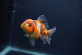 Yuan Bao Oranda  Calico 4 Inch (ID#0107Yb10b-75) Free2Day SHIPPING