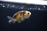 2Pack Ranchu 1.5-2 Inch (ID#1206ToPTD-8) Free2Day SHIPPING