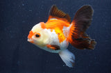 Thai Oranda  Tricolor 5 Inch (ID#411T2c-103) Free2Day SHIPPING