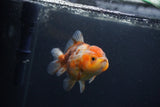 Yuan Bao Oranda  Calico 4 Inch (ID#0107Yb10b-75) Free2Day SHIPPING