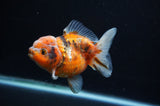 Yuan Bao Oranda  Calico 4 Inch (ID#311Yb10b-50) Free2Day SHIPPING