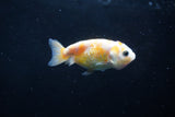 2Pack Ranchu 1.5-2 Inch (ID#1206ToPTD-8) Free2Day SHIPPING