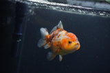 Yuan Bao Oranda  Calico 4 Inch (ID#0107Yb10b-75) Free2Day SHIPPING