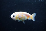 2Pack Ranchu 1.5-2 Inch (ID#1206ToPTD-8) Free2Day SHIPPING