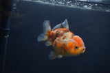 Yuan Bao Oranda  Calico 4 Inch (ID#0107Yb10b-75) Free2Day SHIPPING