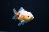 Yuan Bao Oranda  Calico 4 Inch (ID#311Yb10b-51) Free2Day SHIPPING