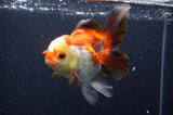 Thai Oranda  Tricolor 5 Inch (ID#411T2c-103) Free2Day SHIPPING