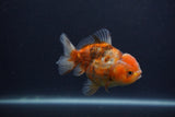 Yuan Bao Oranda  Calico 4 Inch (ID#0107Yb10b-75) Free2Day SHIPPING