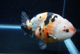 Milk Cow Ranchu  Calico 5 Inch (ID#1220R10c-82) Free2Day SHIPPING