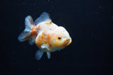 Yuan Bao Oranda  Calico 4 Inch (ID#311Yb10b-51) Free2Day SHIPPING