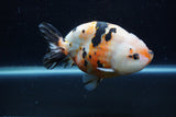 Milk Cow Ranchu  Calico 5 Inch (ID#1220R10c-82) Free2Day SHIPPING