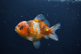 Yuan Bao Oranda  Calico 4 Inch (ID#0107Yb10b-75) Free2Day SHIPPING