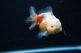 Yuan Bao Oranda  Calico 4 Inch (ID#311Yb10b-51) Free2Day SHIPPING
