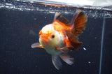 Thai Oranda  Tricolor 5 Inch (ID#411T2c-103) Free2Day SHIPPING