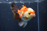 Thai Oranda  Tricolor 5 Inch (ID#411T2c-103) Free2Day SHIPPING