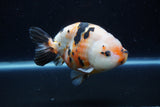 Milk Cow Ranchu  Calico 5 Inch (ID#1220R10c-82) Free2Day SHIPPING