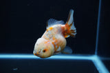 Yuan Bao Oranda  Calico 4 Inch (ID#311Yb10b-51) Free2Day SHIPPING