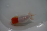 Tancho Lionchu  Red White 4 Inch (ID#1112R2c-76) Free2Day SHIPPING