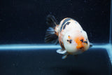 Milk Cow Ranchu  Calico 5 Inch (ID#1220R10c-82) Free2Day SHIPPING