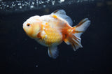 Yuan Bao Oranda  Calico 4 Inch (ID#311Yb10b-51) Free2Day SHIPPING