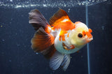 Thai Oranda  Tricolor 5 Inch (ID#411T2c-103) Free2Day SHIPPING