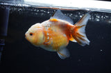 Yuan Bao Oranda  Calico 4 Inch (ID#311Yb10b-51) Free2Day SHIPPING
