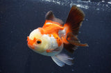 Thai Oranda  Tricolor 5 Inch (ID#411T2c-103) Free2Day SHIPPING