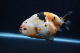 Milk Cow Ranchu  Calico 5 Inch (ID#1220R10c-82) Free2Day SHIPPING