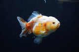 Yuan Bao Oranda  Calico 4 Inch (ID#311Yb10b-51) Free2Day SHIPPING
