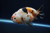 Milk Cow Ranchu  Calico 5 Inch (ID#1220R10c-82) Free2Day SHIPPING