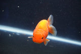 Juvenile Lionchu  Red White 3.5 Inch (ID#1022R11b-35) Free2Day SHIPPING