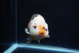 Milk Cow Ranchu  Calico 5 Inch (ID#1220R10c-82) Free2Day SHIPPING