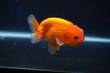 Juvenile Lionchu  Red White 3.5 Inch (ID#1022R11b-35) Free2Day SHIPPING