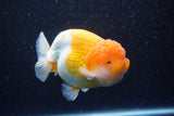 Jumbo Lionchu  Red White 5 Inch (ID#224R12a-98)