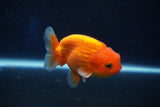 Juvenile Lionchu  Red White 3.5 Inch (ID#1022R11b-35) Free2Day SHIPPING