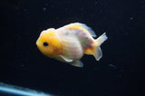 Yuan Bao Oranda  Calico 3.5 Inch (ID#311Yb10b-52) Free2Day SHIPPING