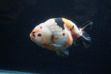 Milk Cow Ranchu  Calico 5 Inch (ID#1220R10c-82) Free2Day SHIPPING